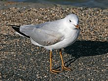 Archivo:Yellow legged seagull