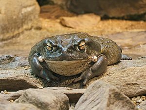 2009-03-13Bufo alvarius067.jpg