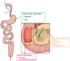 Archivo:2517 Protein-Digesting Enzymes-es