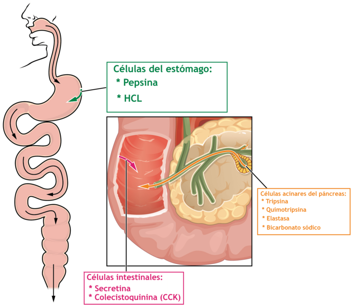2517 Protein-Digesting Enzymes-es