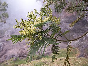 Archivo:Acacia mearnsii flowers