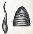 Acanthobdella 001
