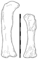 Aegyptosaurus