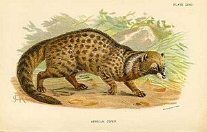 Archivo:AfricanCivet