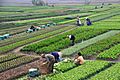 Agriculture in Vietnam with farmers