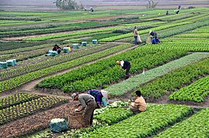Agricultura en Vietnam