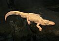 Albino Alligator 2008
