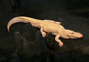 Archivo:Albino Alligator 2008