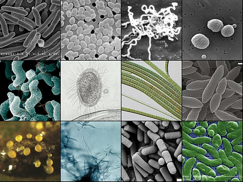 Bacteria collage