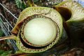 Banana (Variety- Koa e Kea)- Fusarium wilt (Panama disease) - 40318104991