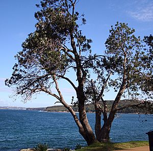 Archivo:Banksia integrifolia integrifolia Manly2 email
