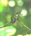 Blue-capped Hummingbird