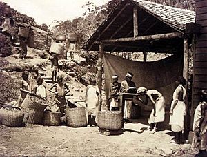 Archivo:Bringing in the tea leaf, Darjeeling, 1890