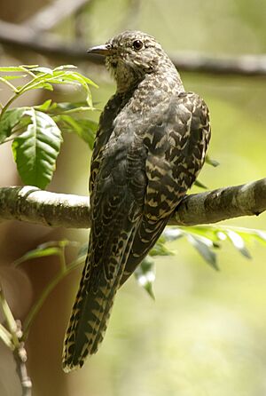 Archivo:Brush cuckoo juv kobble09