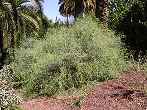 Archivo:Bupleurum salicifolium (23)