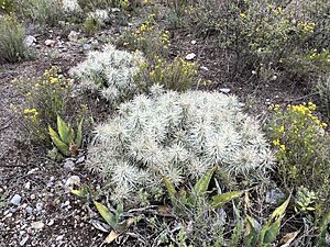 Archivo:Cactacea Cylindropuntia tunicata 02