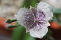 Calochortus tolmiei 2