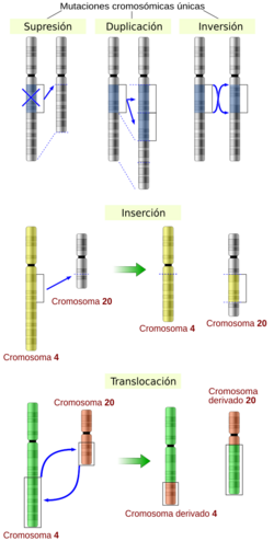 Archivo:Chromosomes mutations-es
