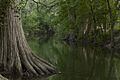 Cibolo Creek waterway