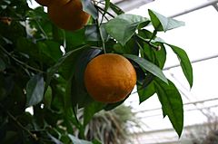 Archivo:Citrus-aurantium-fruit