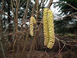 Archivo:Corylus cornuta catkin Meadowbrook