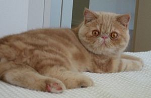 Archivo:Cream tabby exotic cat