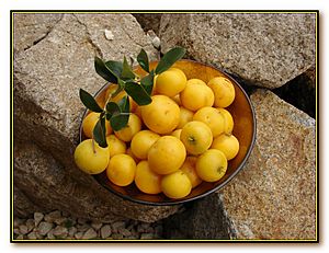 Archivo:Dovyalis caffra fruit
