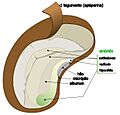 Dycotyledon seed diagram-es