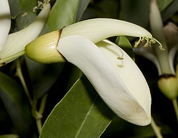 Erythrina cristagalli var leucochlora 07