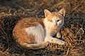 Felis silvestris catus lying on rice straw