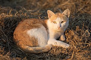 Archivo:Felis silvestris catus lying on rice straw