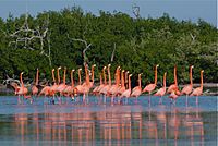 Archivo:Flamingoes at Ría Lagartos