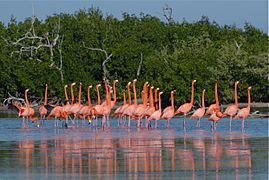 Flamingoes at Ría Lagartos