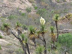 Flora del Cerro del Muerto, Aguascalientes 10