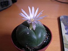 Archivo:Flowering peyote cactus