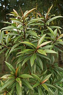 Archivo:Foetidia mauritiana leaves