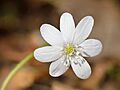 Hepatica nobilis white flower - Keila