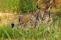 Iberian Lynx mother with her cubs
