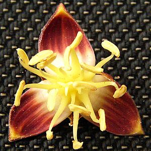 Archivo:Jubaea chilensis Flor masculina (Fundación JBN de Viña del Mar) 001