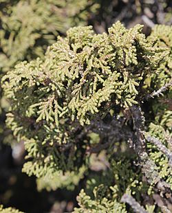 Juniperus zanonii - detalle.jpg