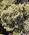 Juniperus zanonii - detalle