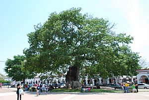 Archivo:LaPochotaChiapa1