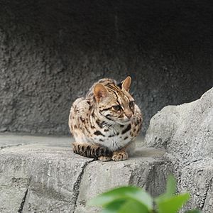 Archivo:Leopard Cat Tennoji