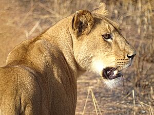 Archivo:Lion dans le complexe Pendjari