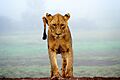 Lion look