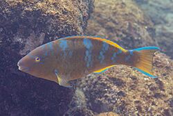 Loro barbazul (Scarus ghobban), La Paz, Baja California, México, 2024-12-20, DD 44.jpg