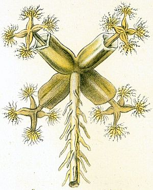 Archivo:Lunularia cruciata archegonial head with sporophytes from Haeckel Hepaticae