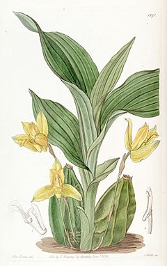 Lycaste aromatica (as Maxillaria aromatica) - Edwards vol 22 pl 1871 (1836).jpg