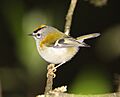 Madeiran-Firecrest1-B
