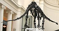 Archivo:Mamenchisaurus, Field Museum